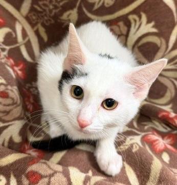 Enlarge Pippa, a Adoptable Domestic Short Hair in Lake Monroe, FL image 4/5