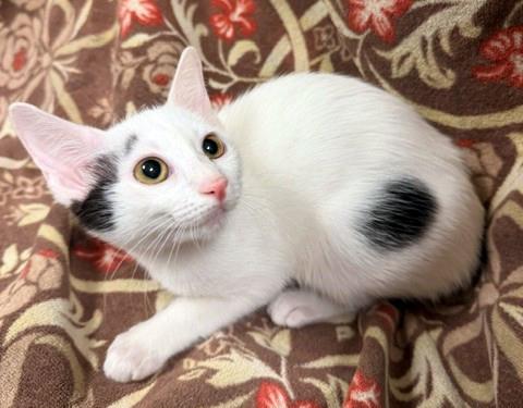 Enlarge Pippa, a Adoptable Domestic Short Hair in Lake Monroe, FL image 3/5