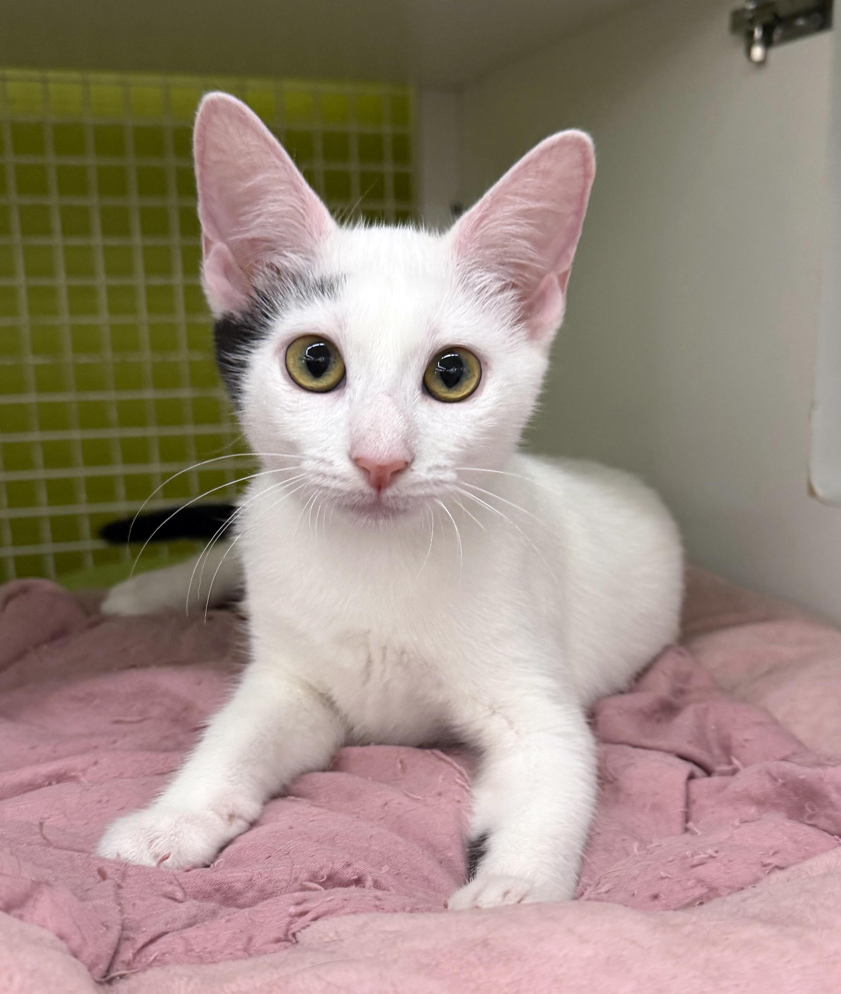 Pippa, Adoptable, Kitten Female Domestic Short Hair.