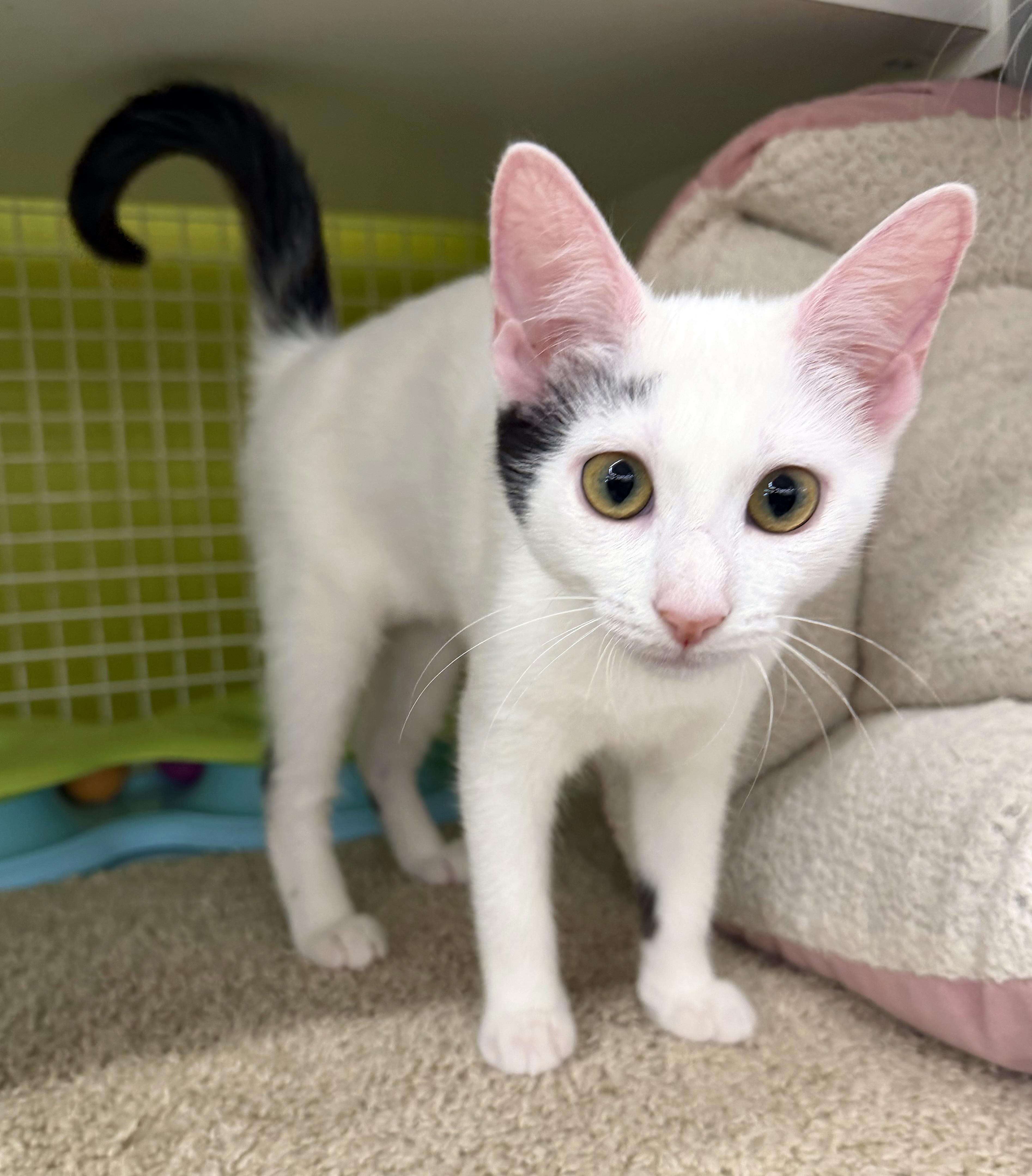 Enlarge Pippa, a Adoptable Domestic Short Hair in Lake Monroe, FL image 5/5