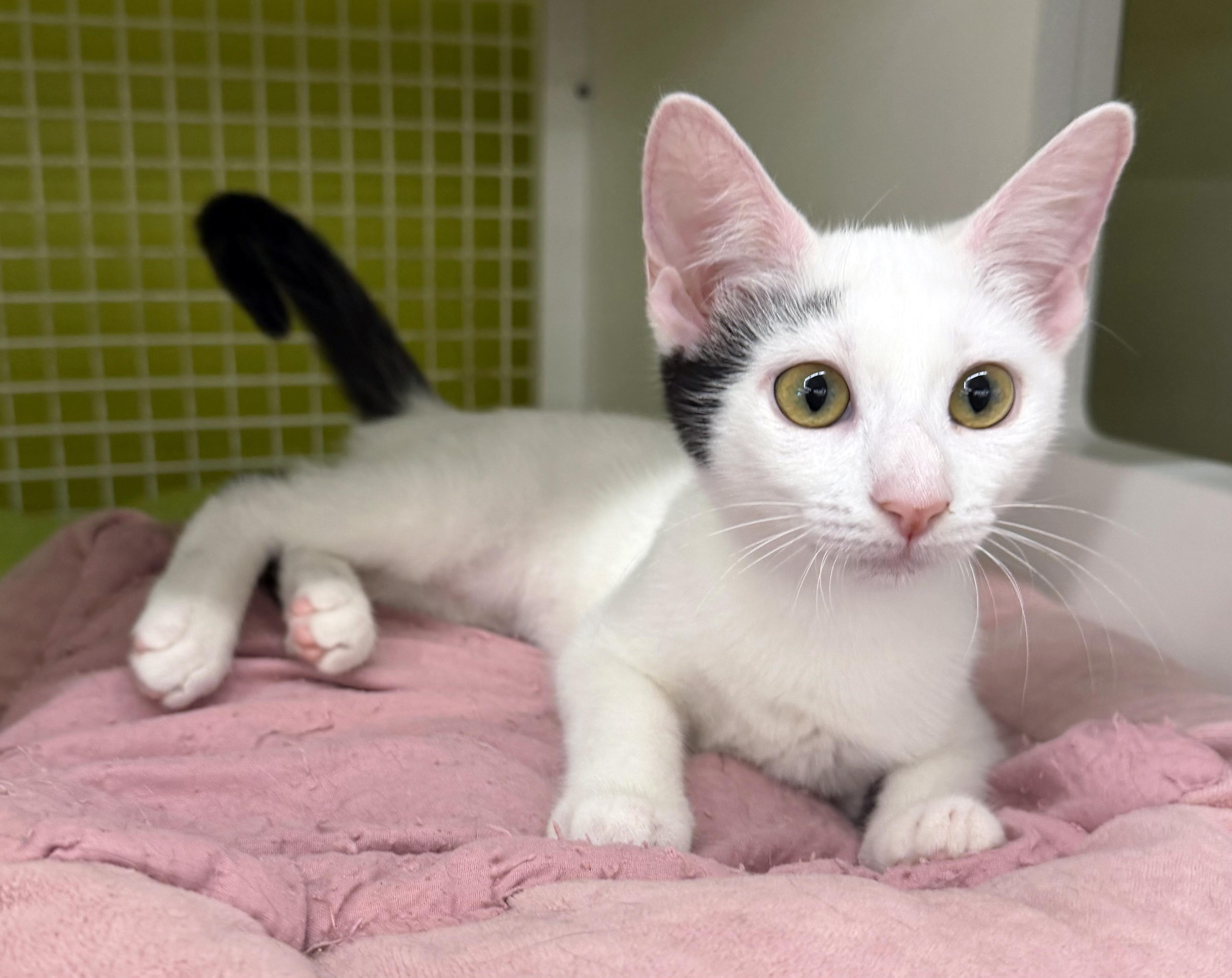 Enlarge Pippa, a Adoptable Domestic Short Hair in Lake Monroe, FL image 2/5
