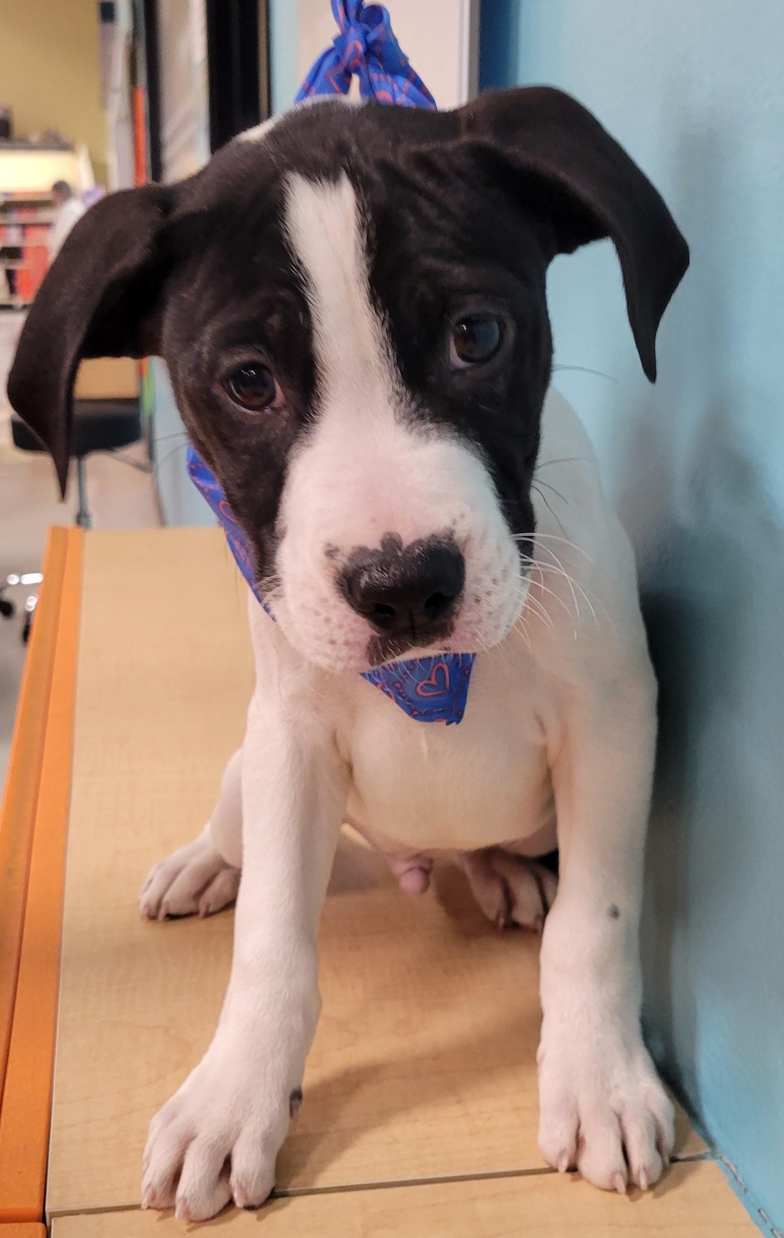 Enlarge Toby, a Adopted mixed breed in Houston, TX image 1/1