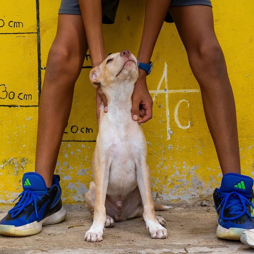 Enlarge Junior, a ADOPTABLE mixed breed in New York, NY image 6/6