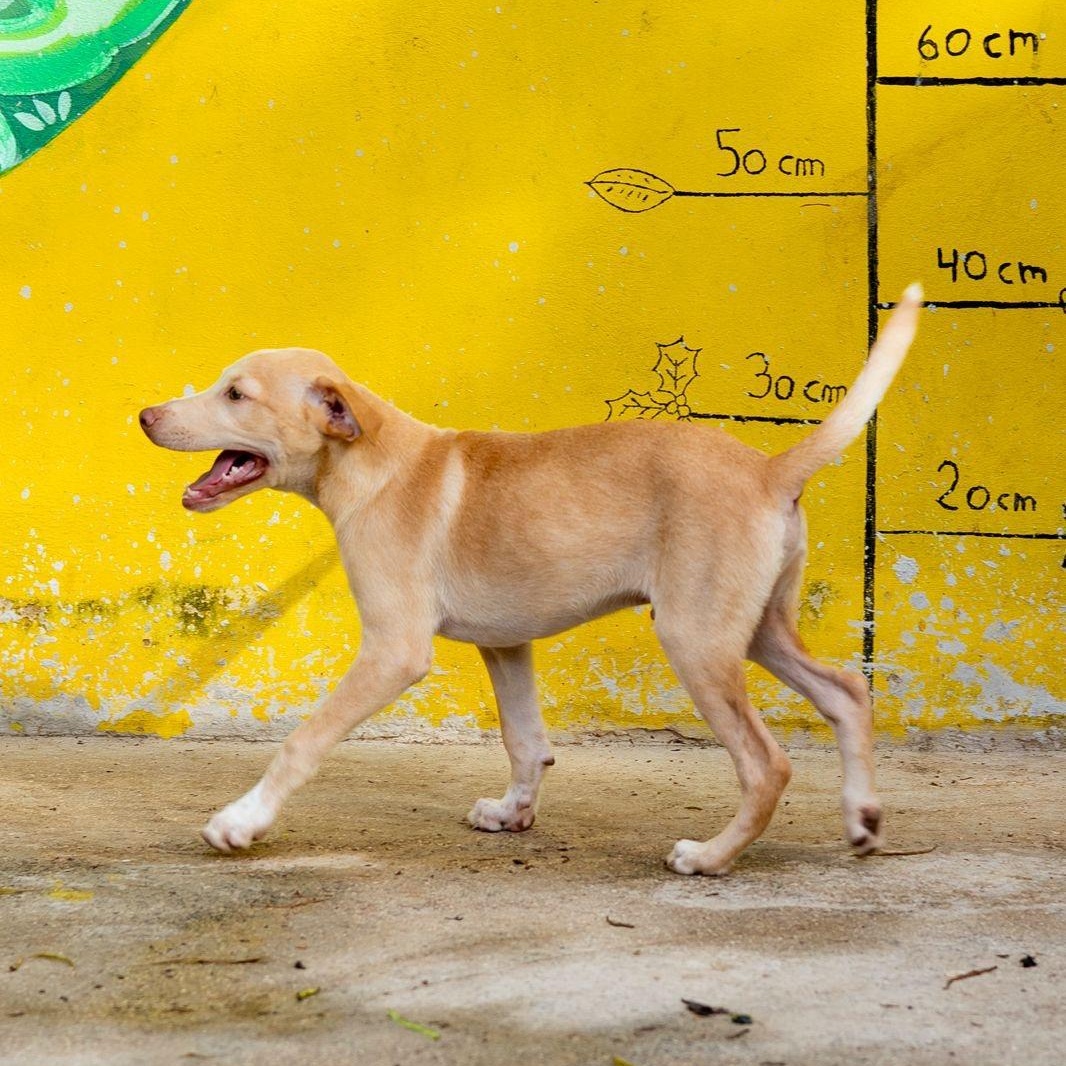 Enlarge Junior, a ADOPTABLE mixed breed in New York, NY image 5/6