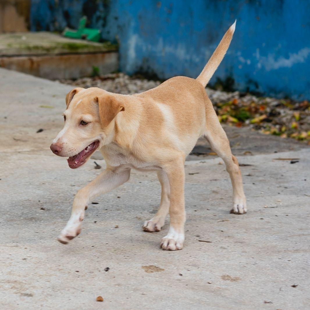 Enlarge Junior, a ADOPTABLE mixed breed in New York, NY image 2/6