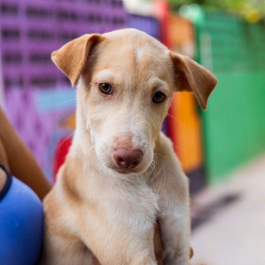 Junior, ADOPTABLE, Young Male Whippet & Shar-Pei.