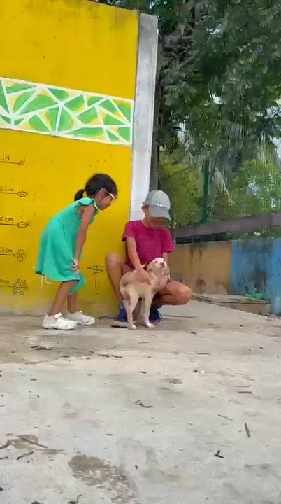 Enlarge Junior, a ADOPTABLE mixed breed in New York, NY video 4/6