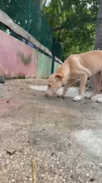 Enlarge Junior, a ADOPTABLE mixed breed in New York, NY video 3/6