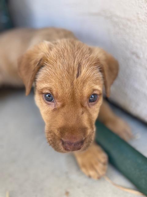 Enlarge Gnocchi (Pasta litter), a Adoptable mixed breed in Redwood City, CA image 2/6