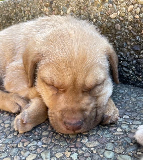 Enlarge Gnocchi (Pasta litter), a Adoptable mixed breed in Redwood City, CA image 4/6