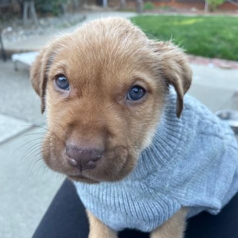Gnocchi (Pasta litter), Adoptable, Puppy Male Great Pyrenees.