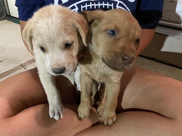 Enlarge Gnocchi (Pasta litter), a Adoptable mixed breed in Redwood City, CA image 3/6
