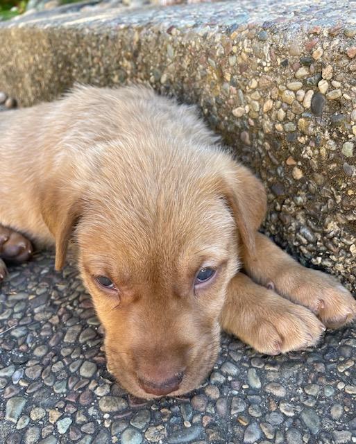 Enlarge Gnocchi (Pasta litter), a Adoptable mixed breed in Redwood City, CA image 6/6
