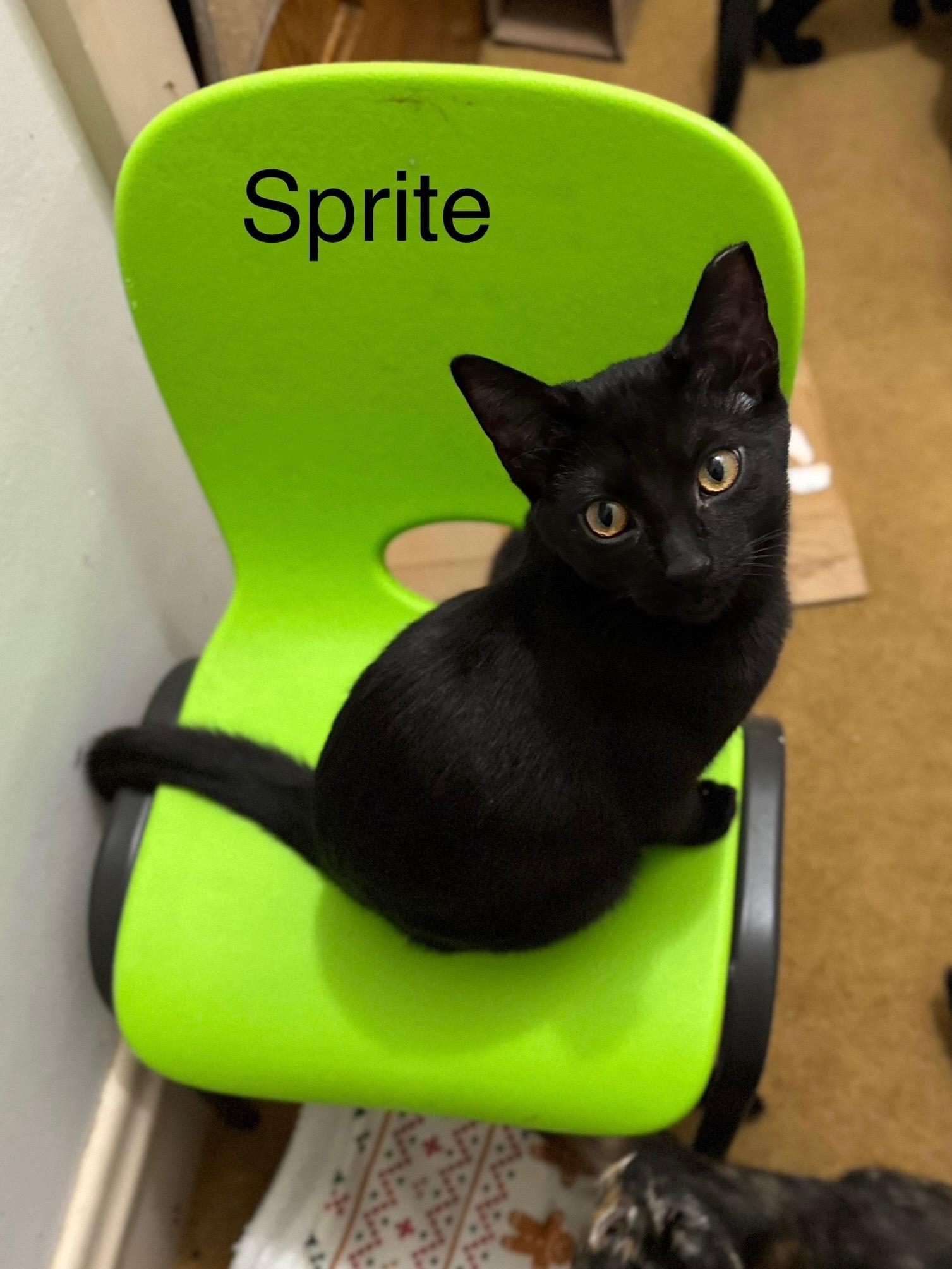 Enlarge Sprite, a ADOPTABLE Domestic Short Hair in Cleveland, OH image 4/4