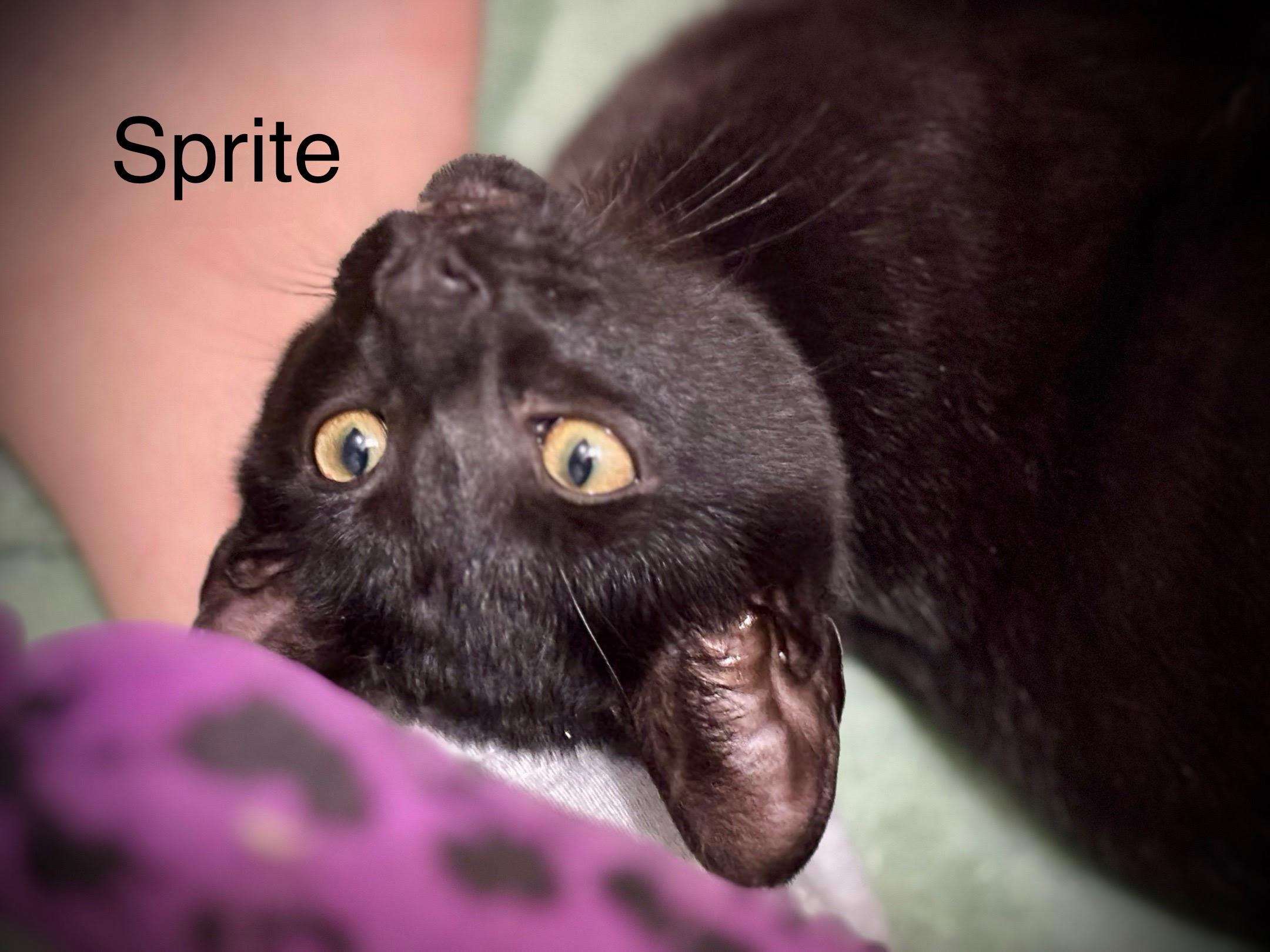 Enlarge Sprite, a ADOPTABLE Domestic Short Hair in Cleveland, OH image 2/4