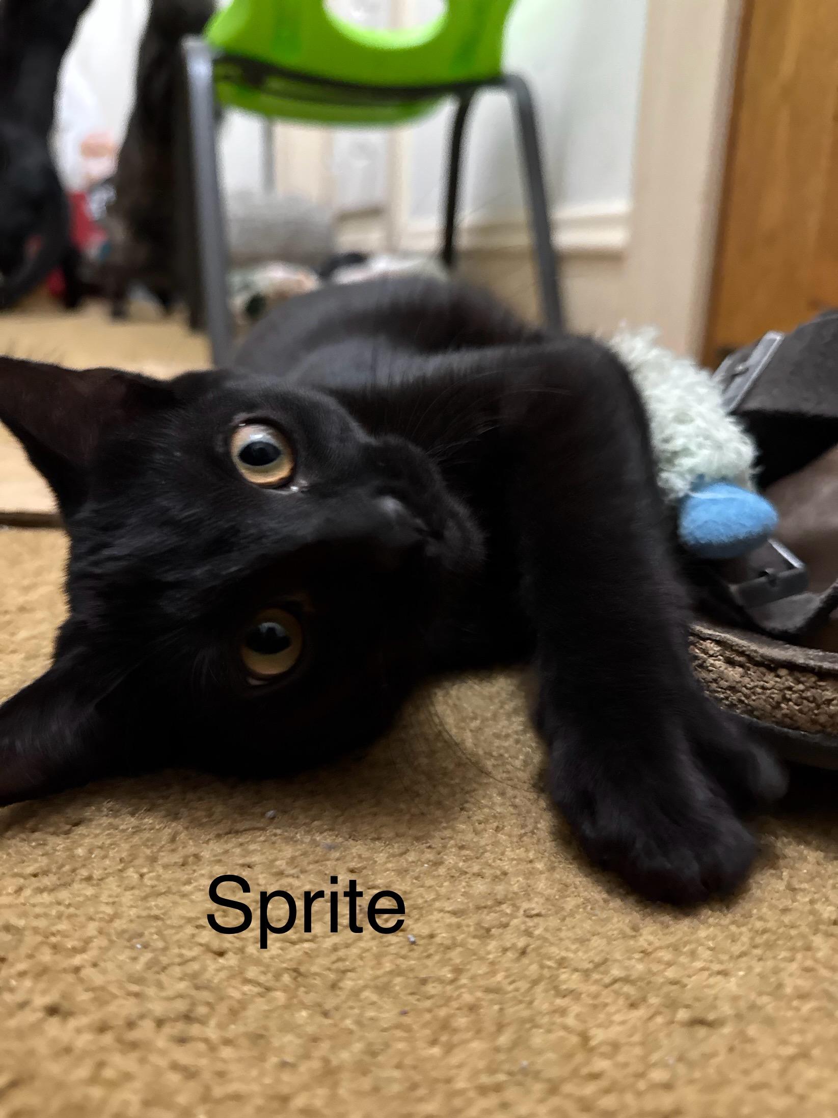 Sprite, ADOPTABLE, Young Female Domestic Short Hair.