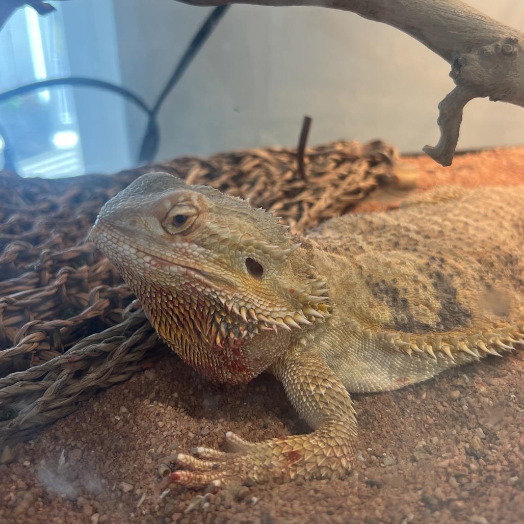 Spike, Adoptable, Adult Male Bearded Dragon.