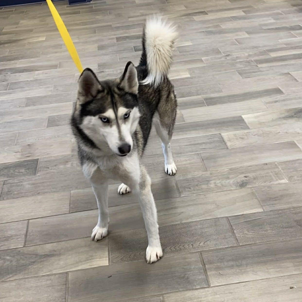 Enlarge Ash, an adopted Husky in Nevada, MO image 1/1