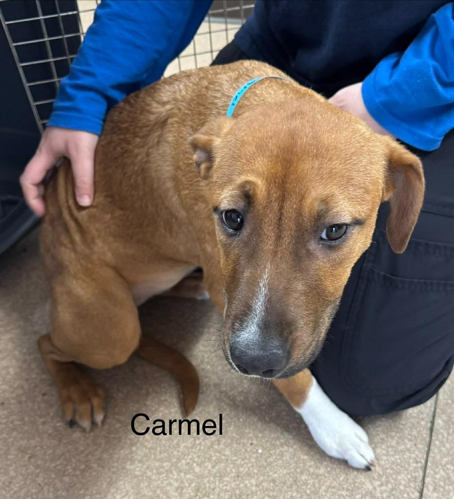 Carmel, Adoptable, Young Female Mixed Breed.