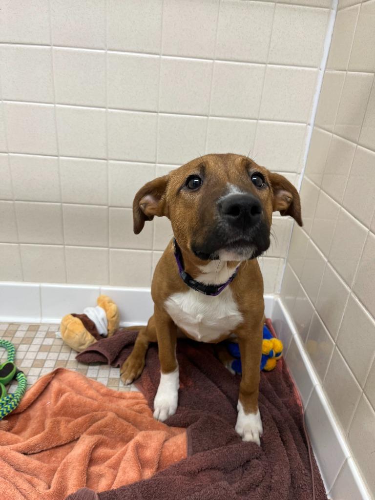 Carmel, a Adoptable mixed breed in Utica, MI image 2/2