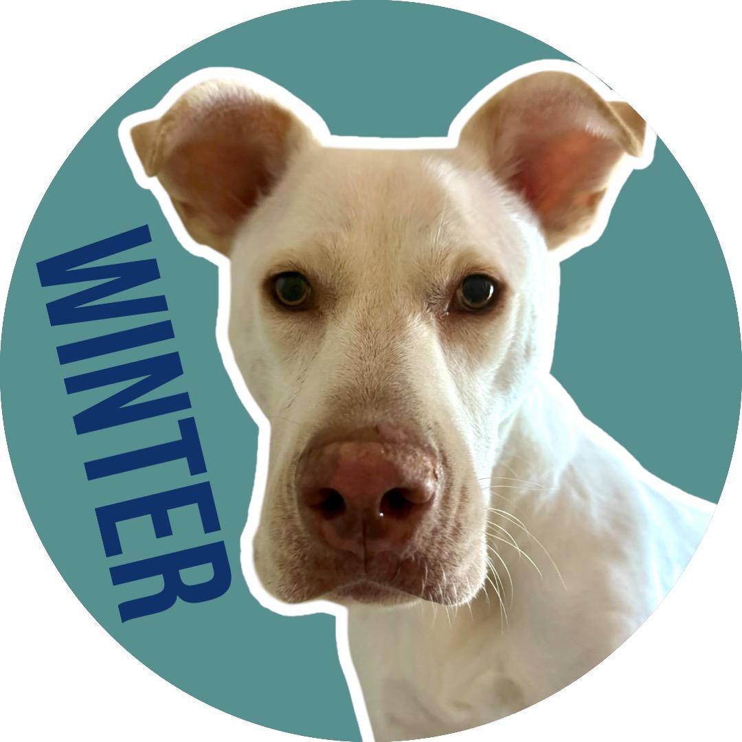 Winter, Adoptable, Adult Male Mixed Breed.
