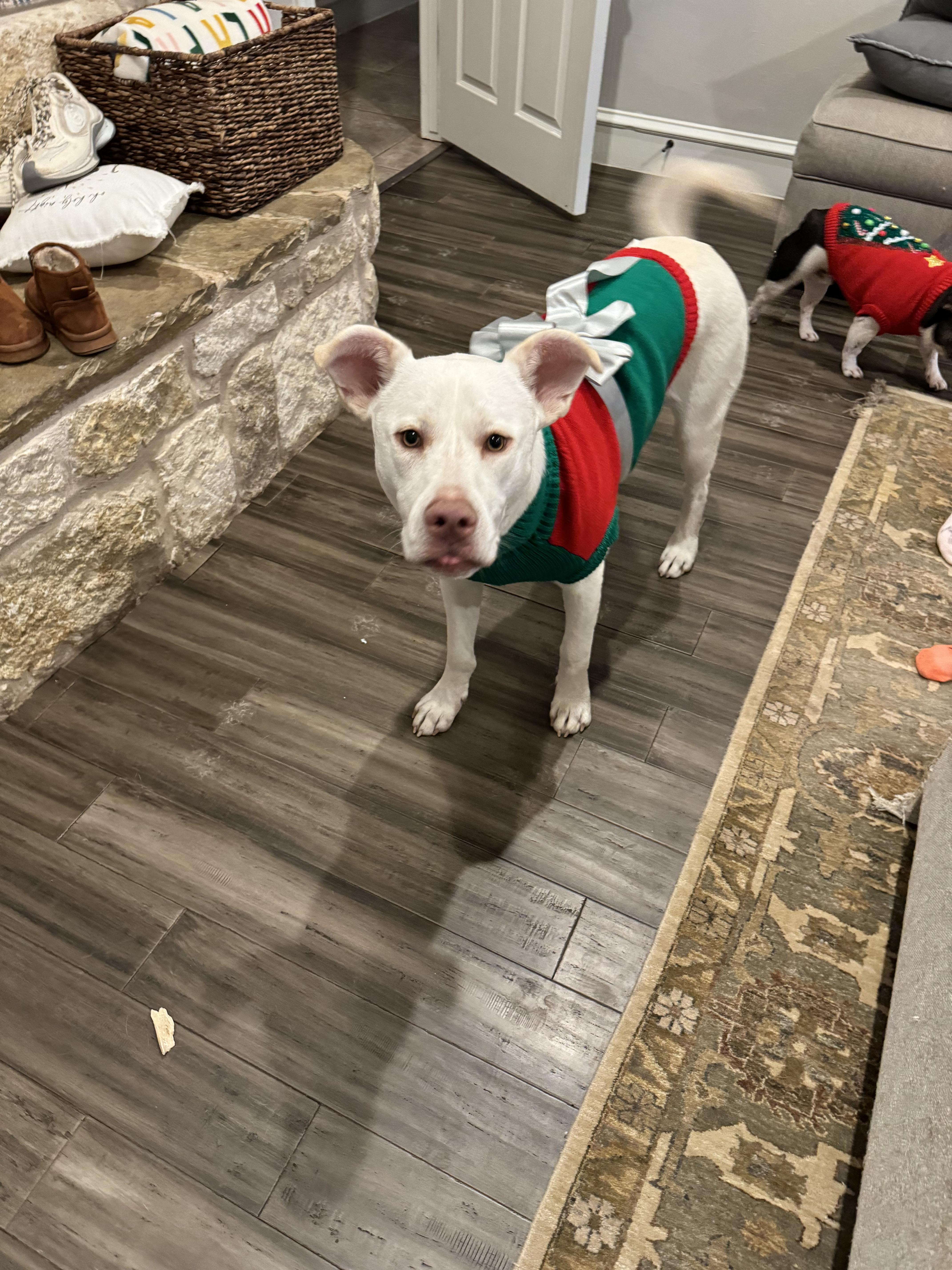 Enlarge Winter, a Adoptable Mixed Breed in Athens, TX image 6/6