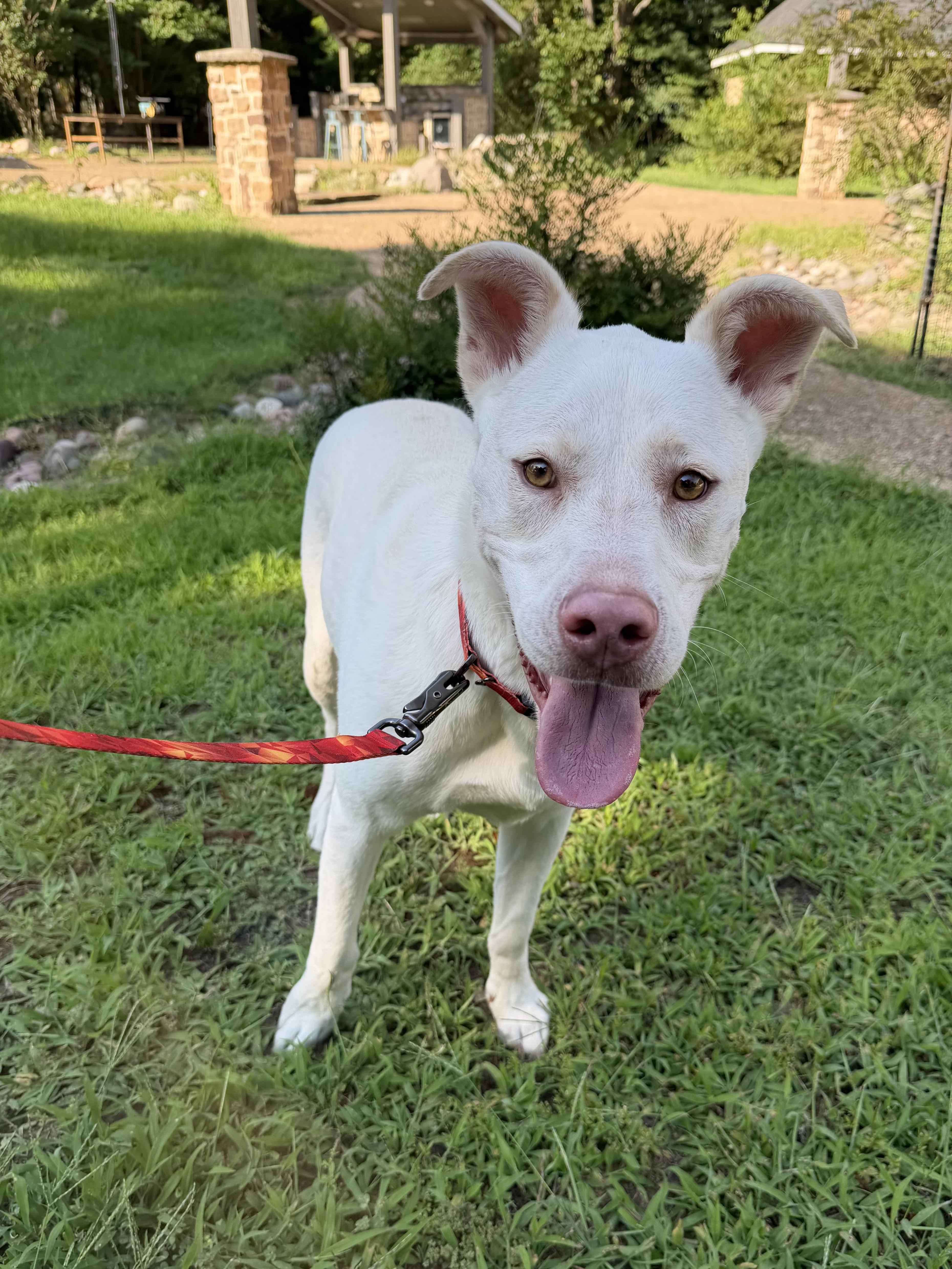 Enlarge Winter, a Adoptable Mixed Breed in Athens, TX image 3/6