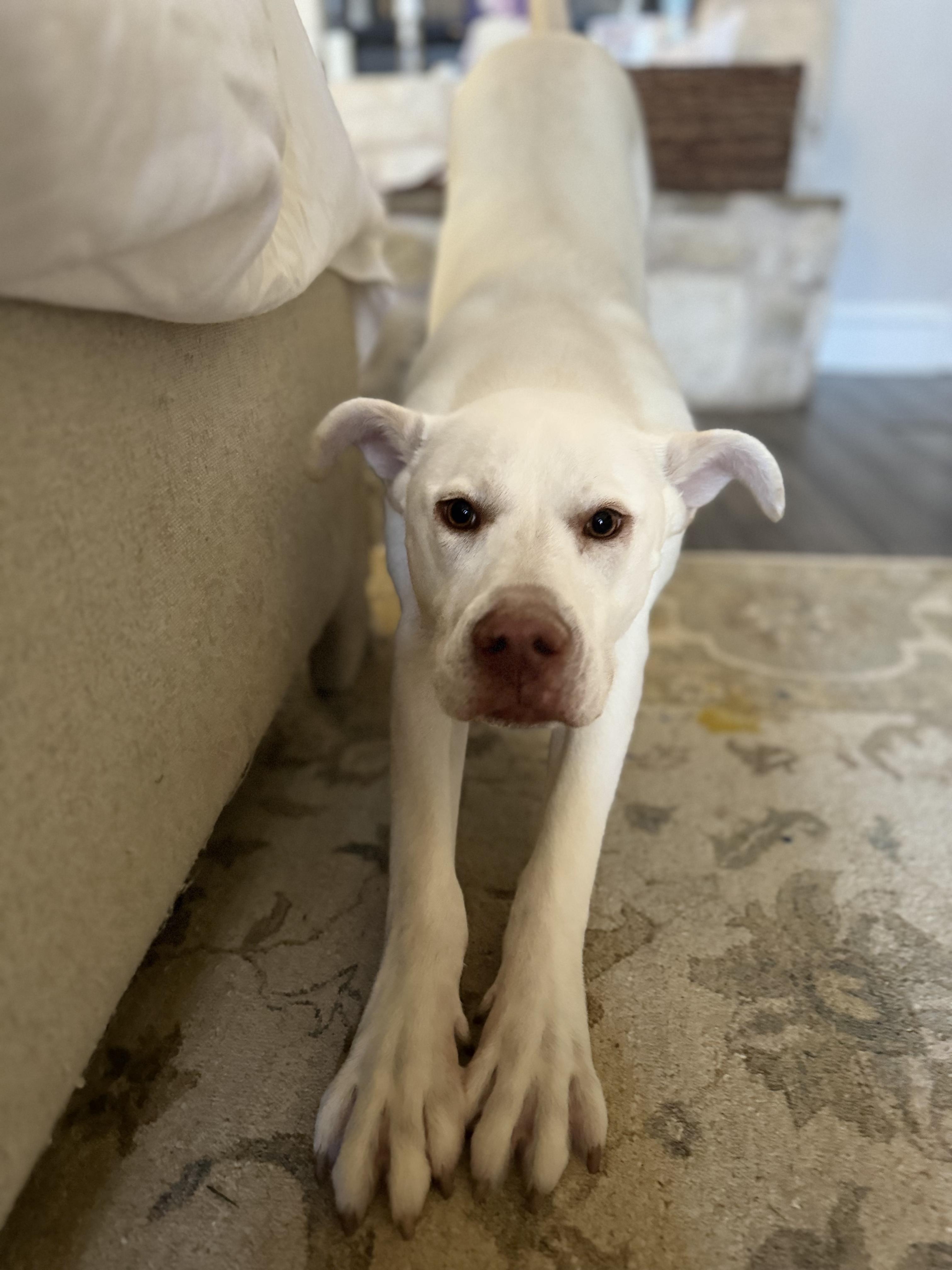 Enlarge Winter, a Adoptable Mixed Breed in Athens, TX image 4/6