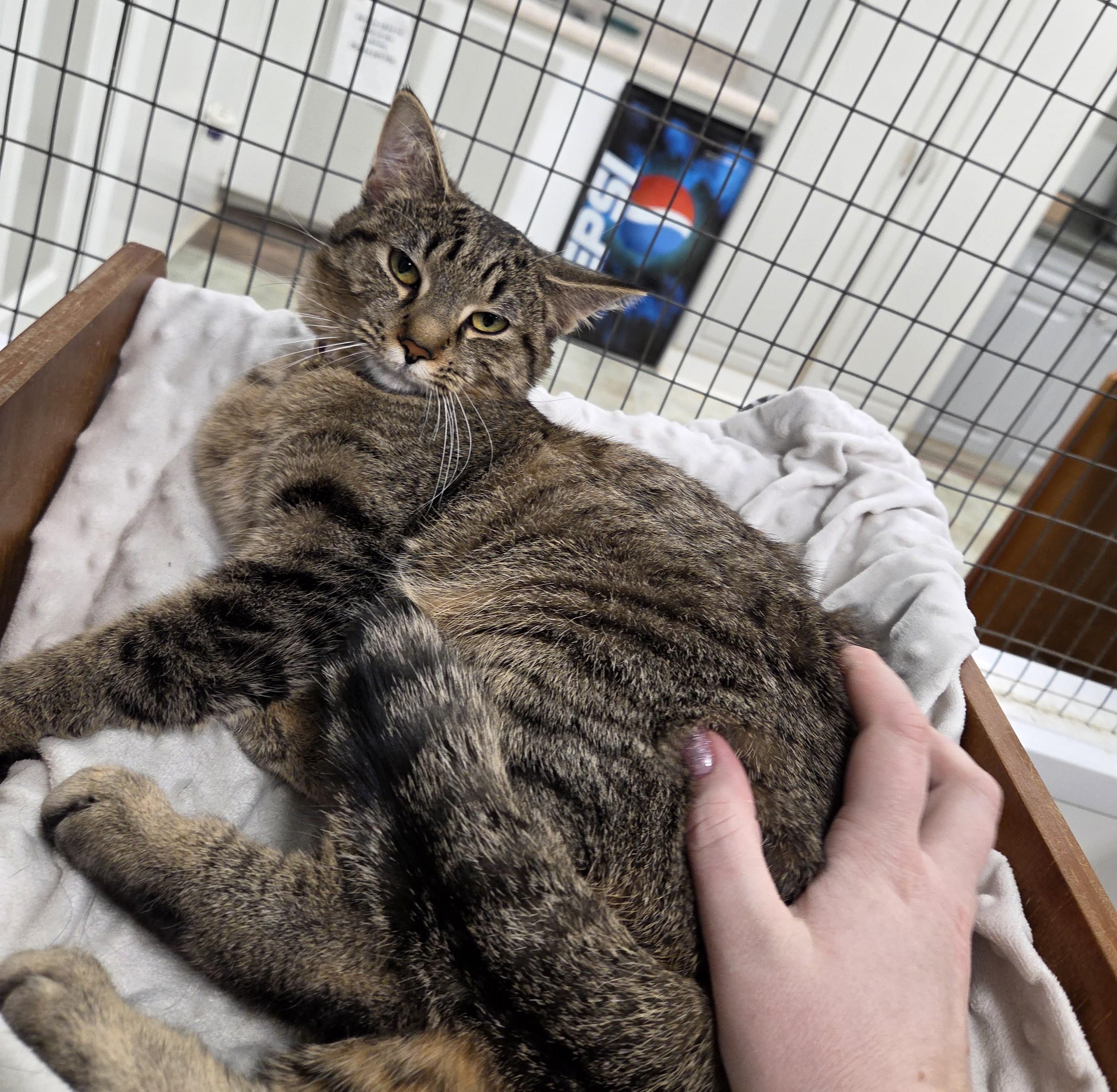 Betty, adopted, Adult Female Domestic Short Hair.