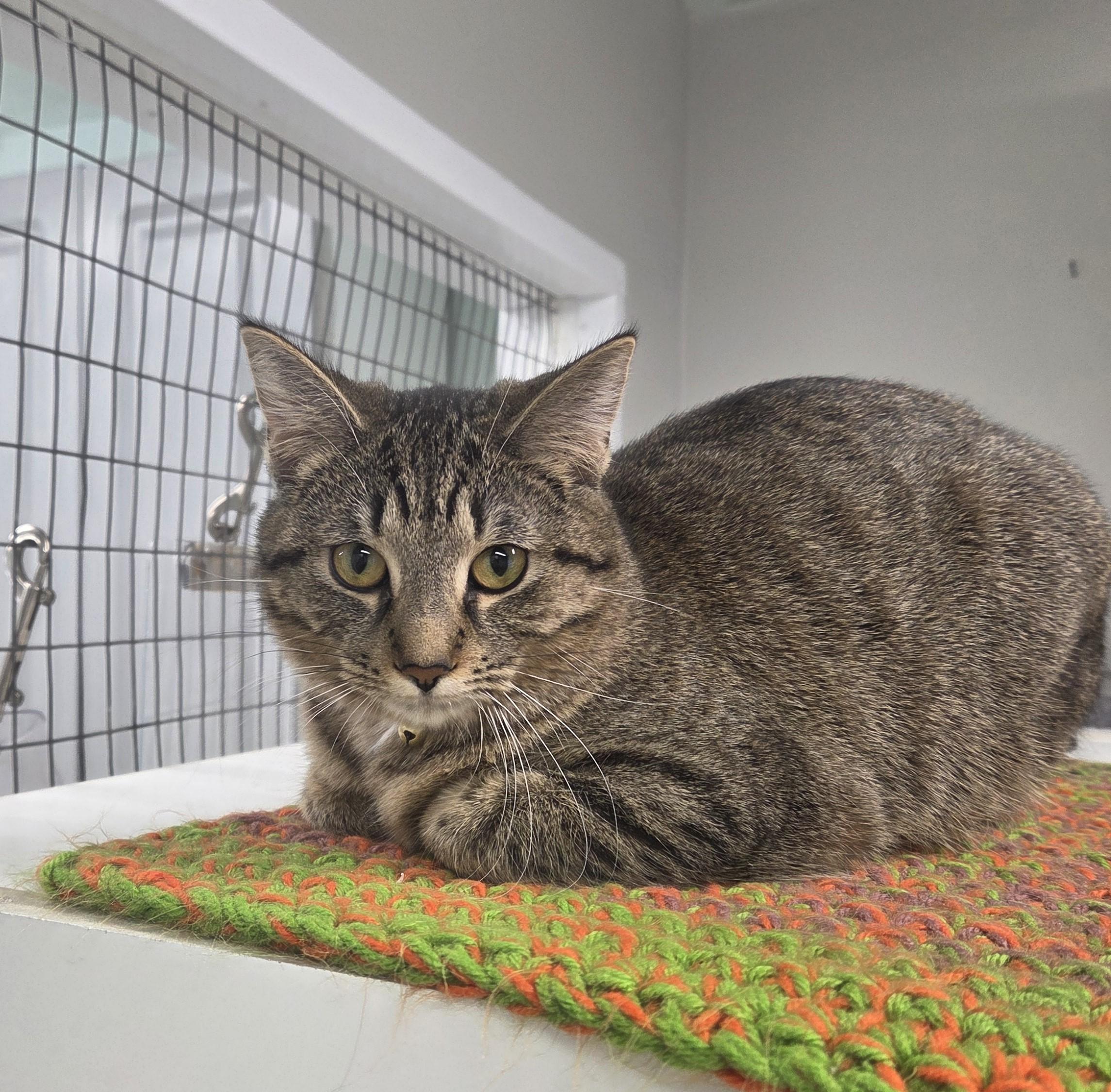 Betty, an adopted mixed breed in Carsonville, MI image 3/6