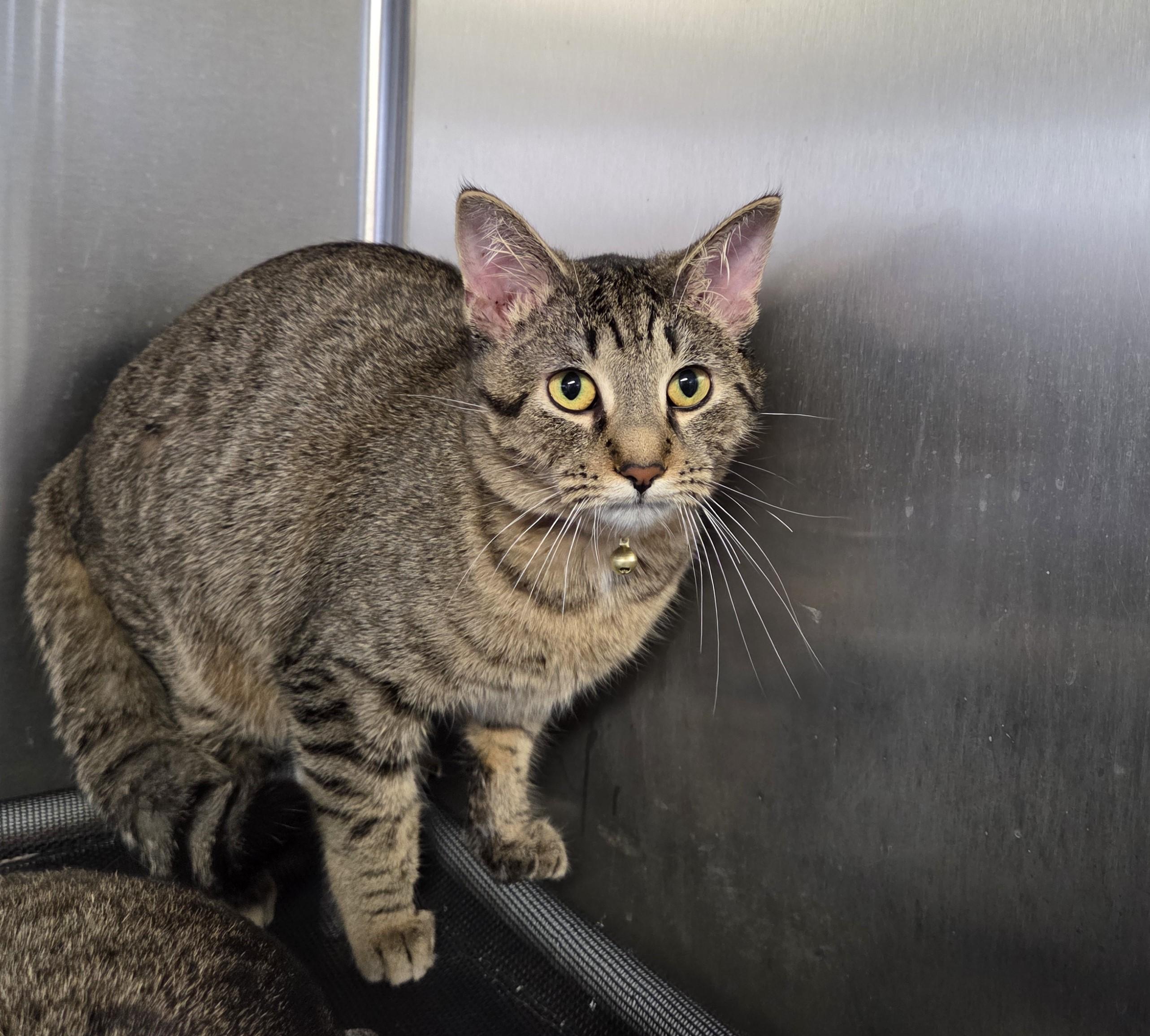 Betty, an adopted mixed breed in Carsonville, MI image 5/6