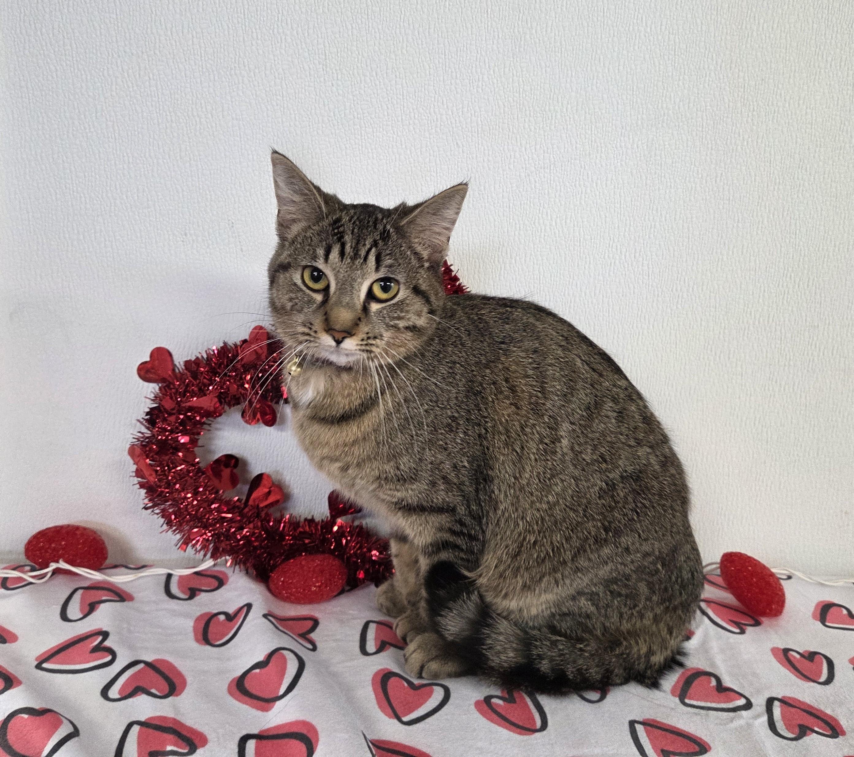 Betty, an adopted mixed breed in Carsonville, MI image 2/6