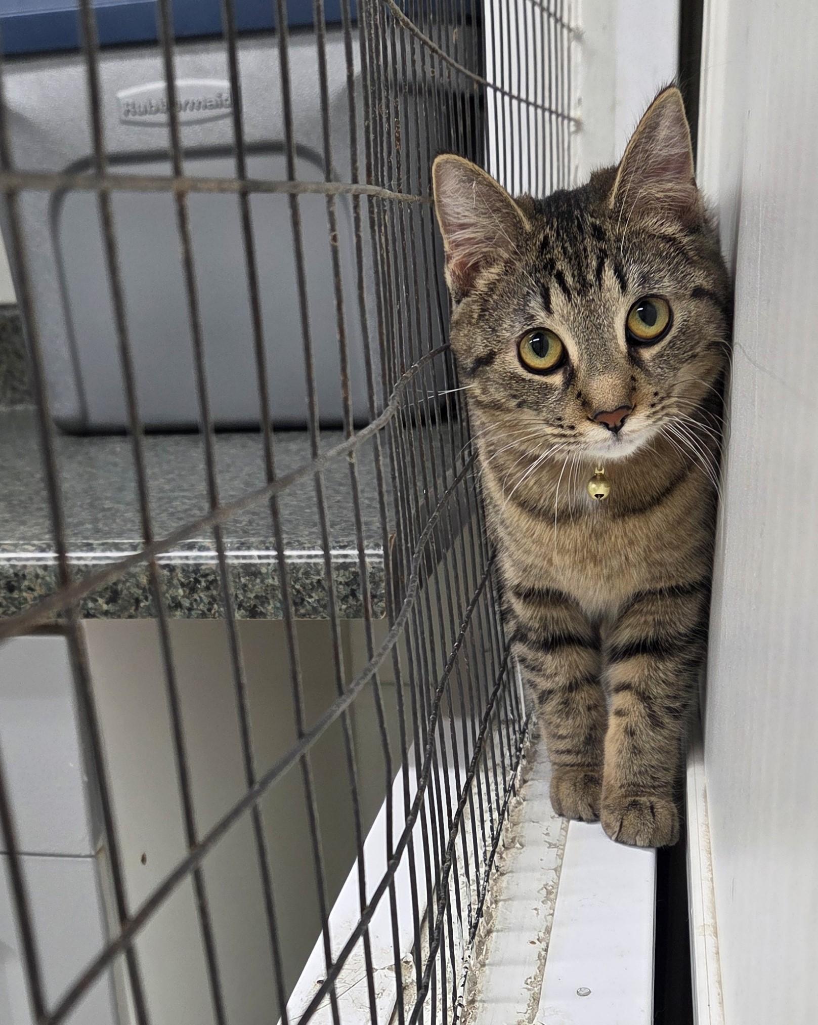 Betty, an adopted mixed breed in Carsonville, MI image 4/6