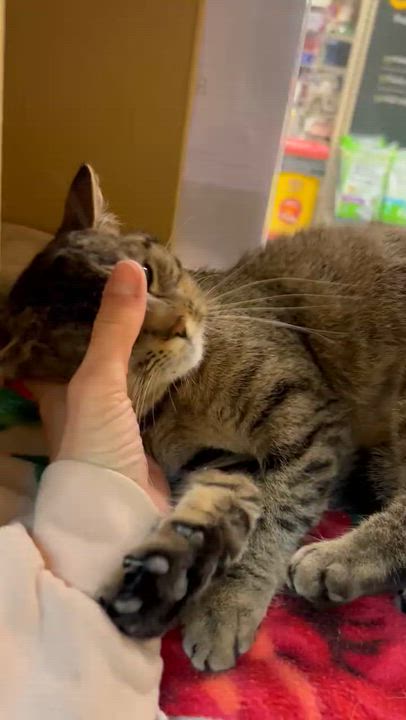 Enlarge Betty, an adopted mixed breed in Carsonville, MI video 6/6