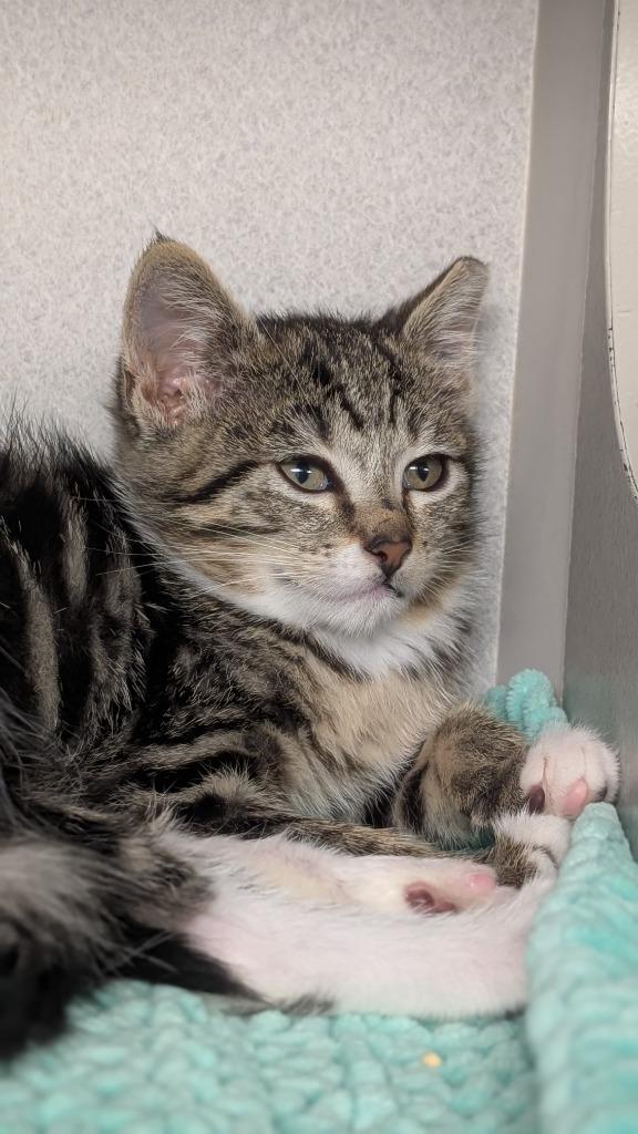 Fade, a Adoptable mixed breed in Shoreline, WA image 1/3