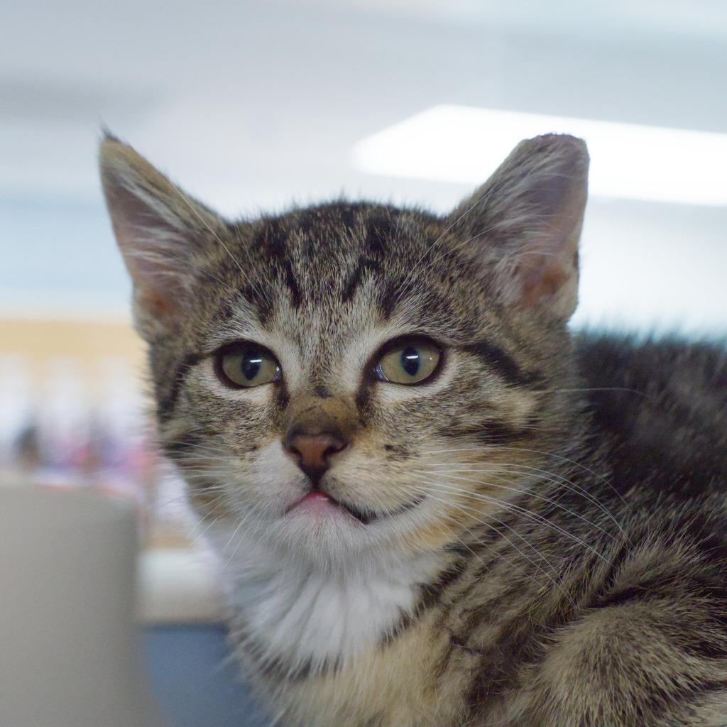 Fade, a Adoptable mixed breed in Shoreline, WA image 2/3