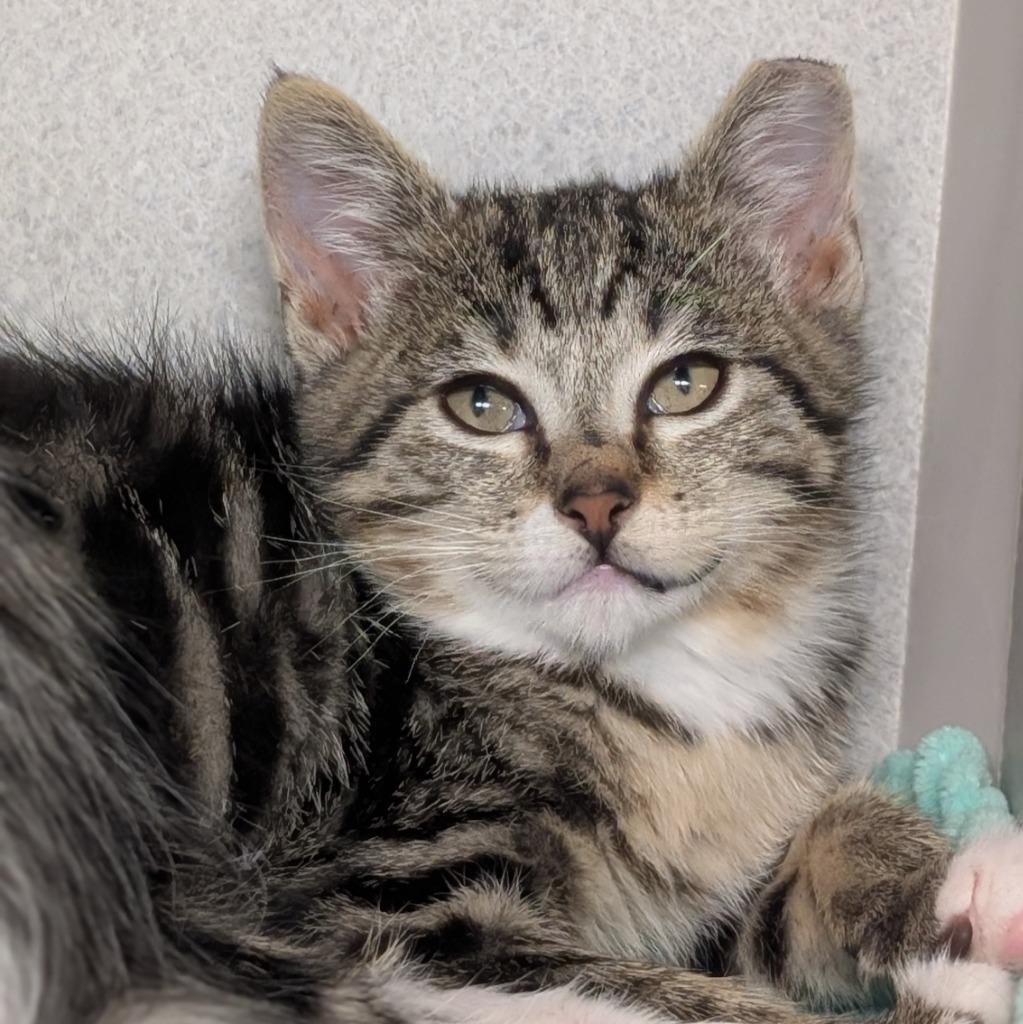 Fade, a Adoptable mixed breed in Shoreline, WA image 3/3