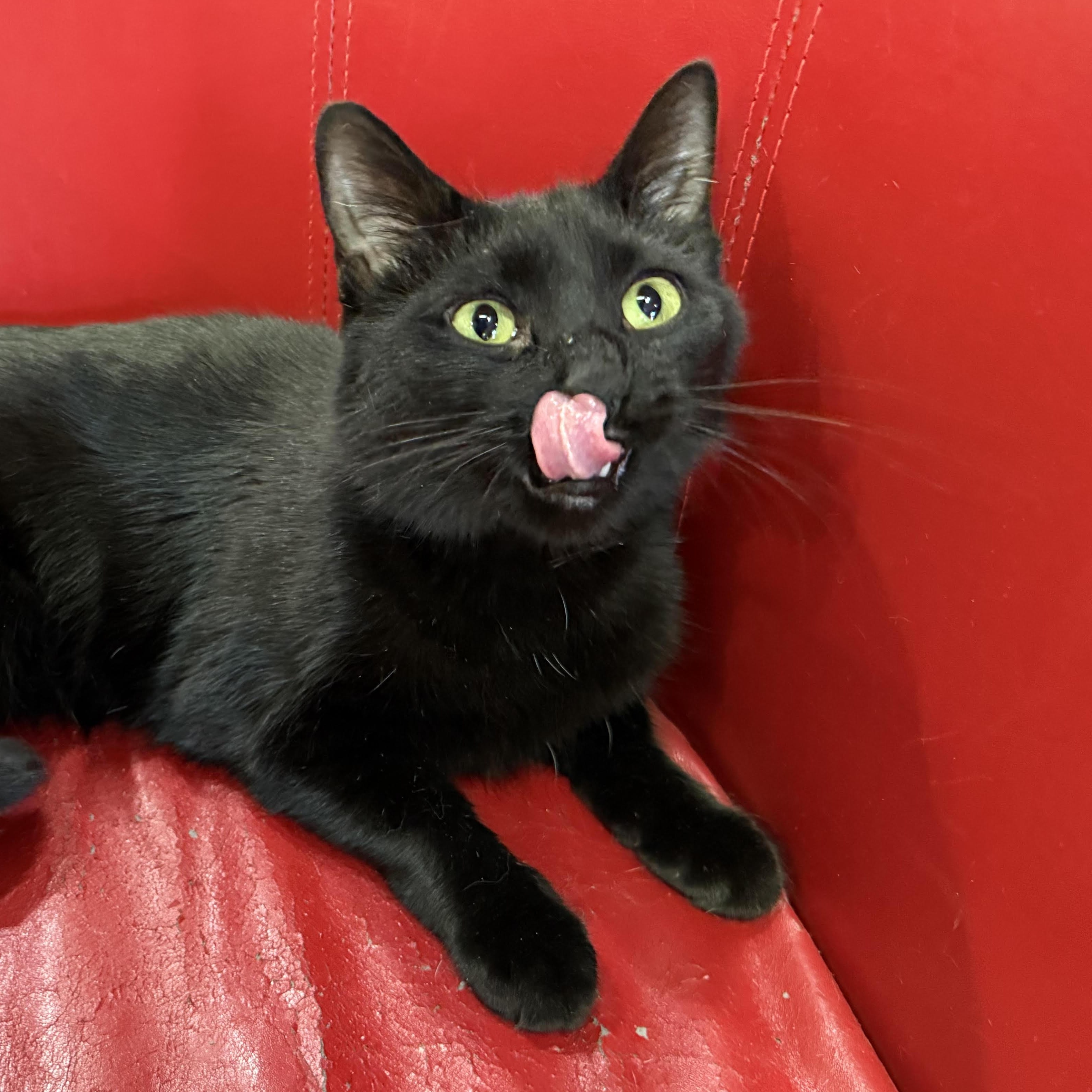 Mimi, a Adoptable Domestic Short Hair in Lemont, IL image 1/5