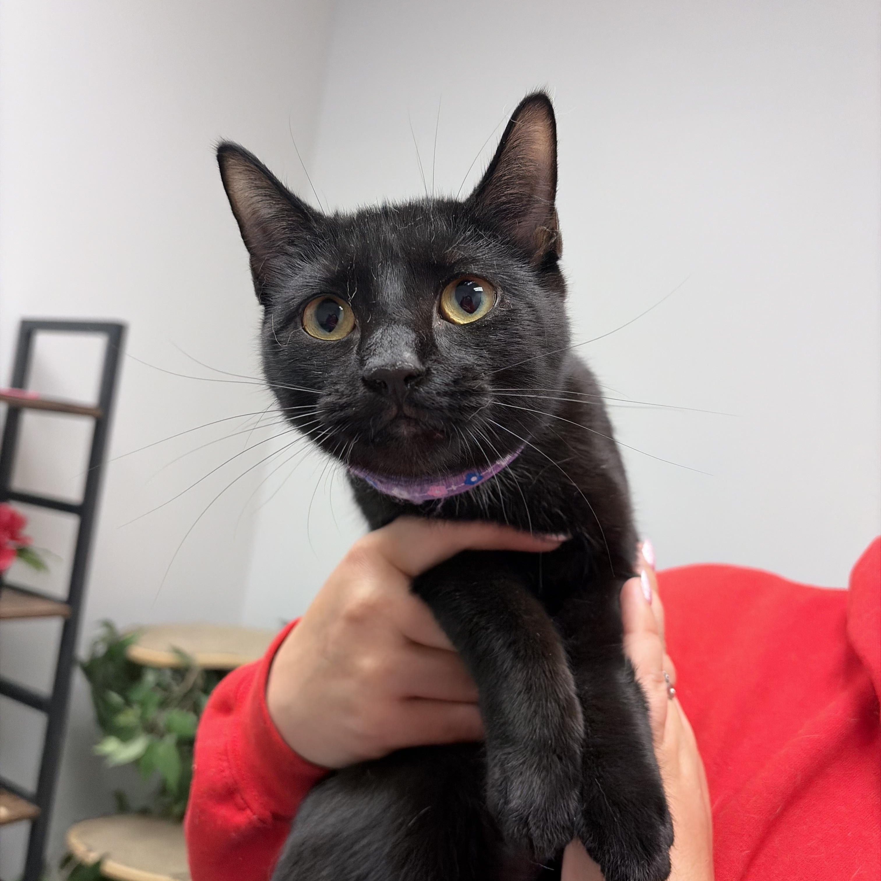 Mimi, a Adoptable Domestic Short Hair in Lemont, IL image 2/5