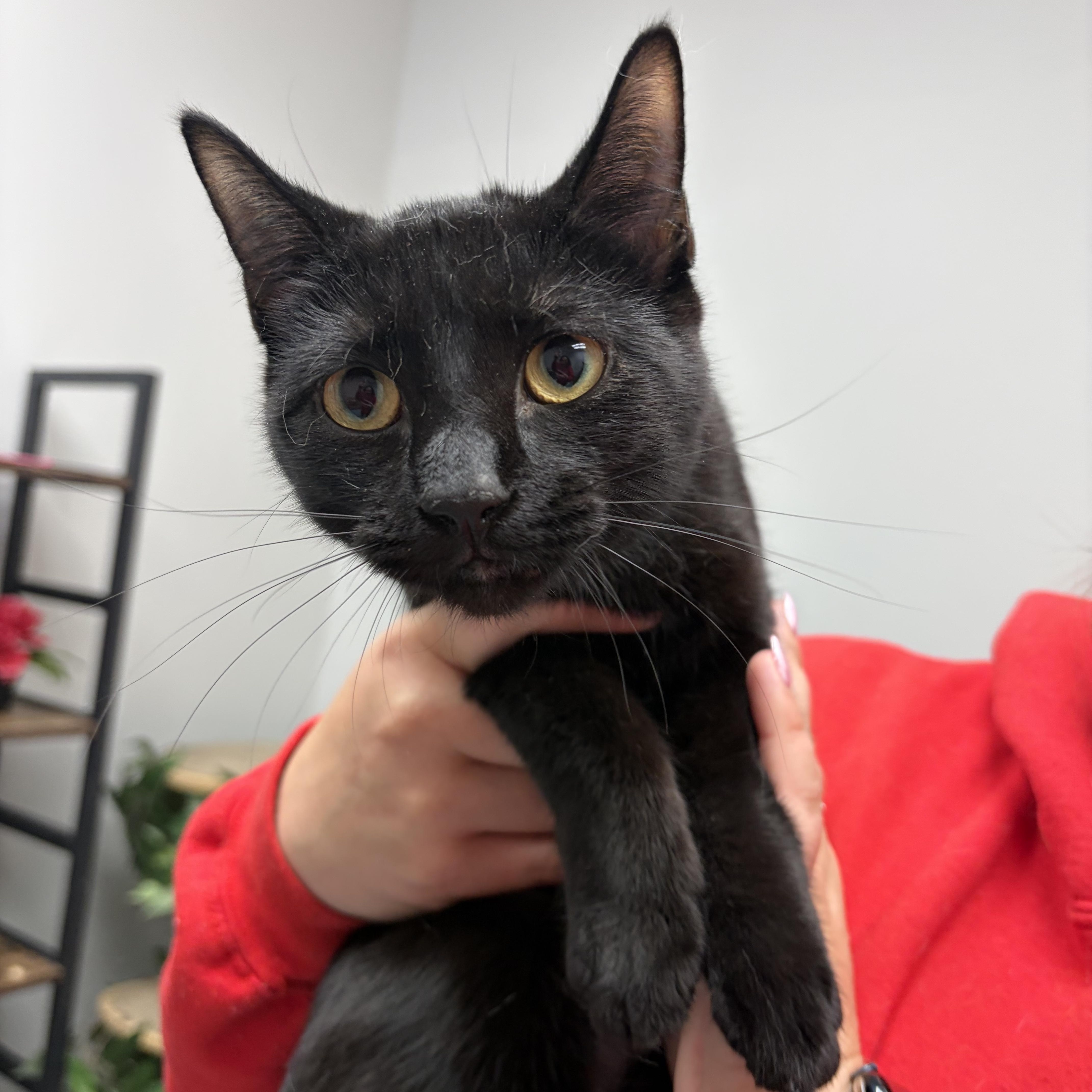 Mimi, a Adoptable Domestic Short Hair in Lemont, IL image 4/5