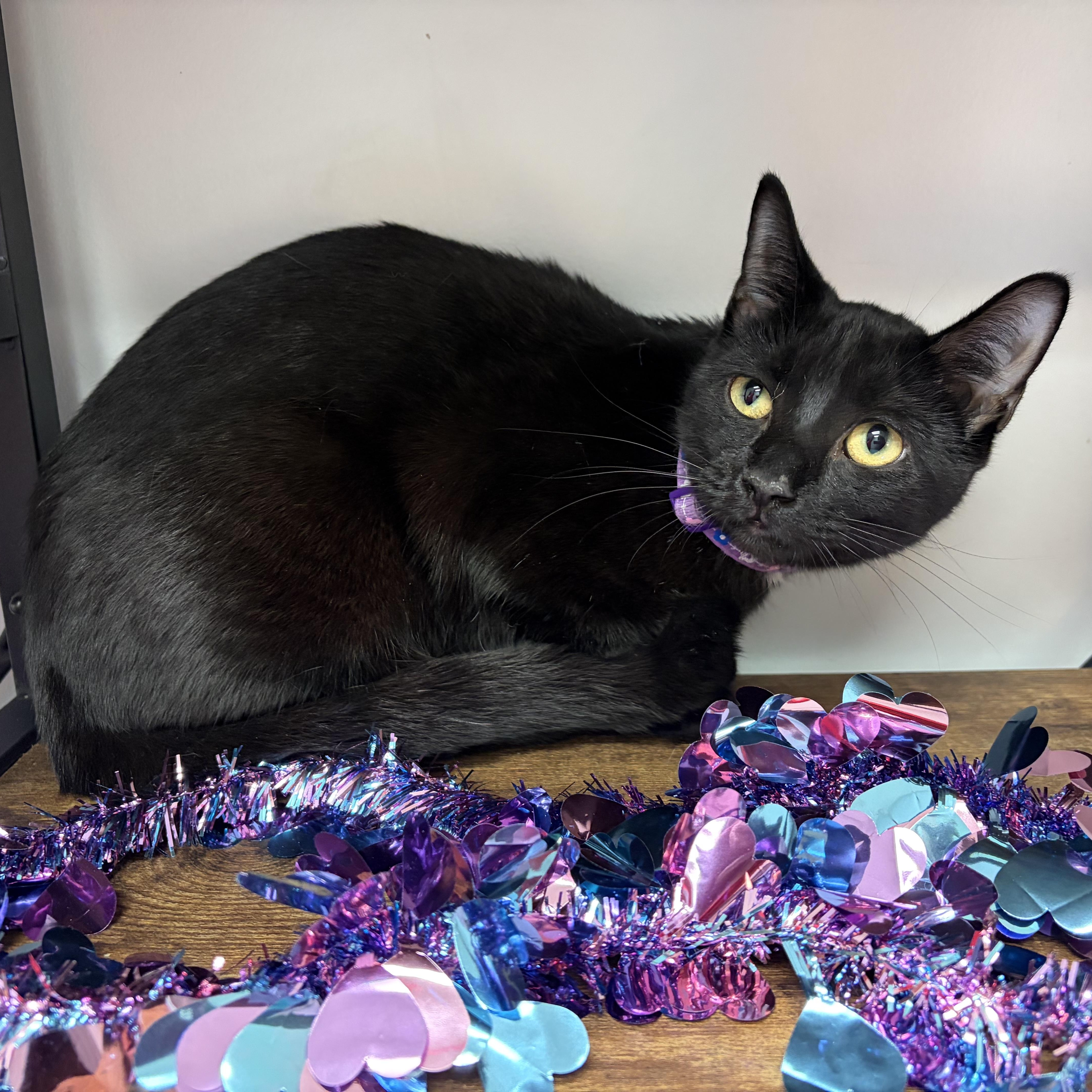 Mimi, a Adoptable Domestic Short Hair in Lemont, IL image 3/5