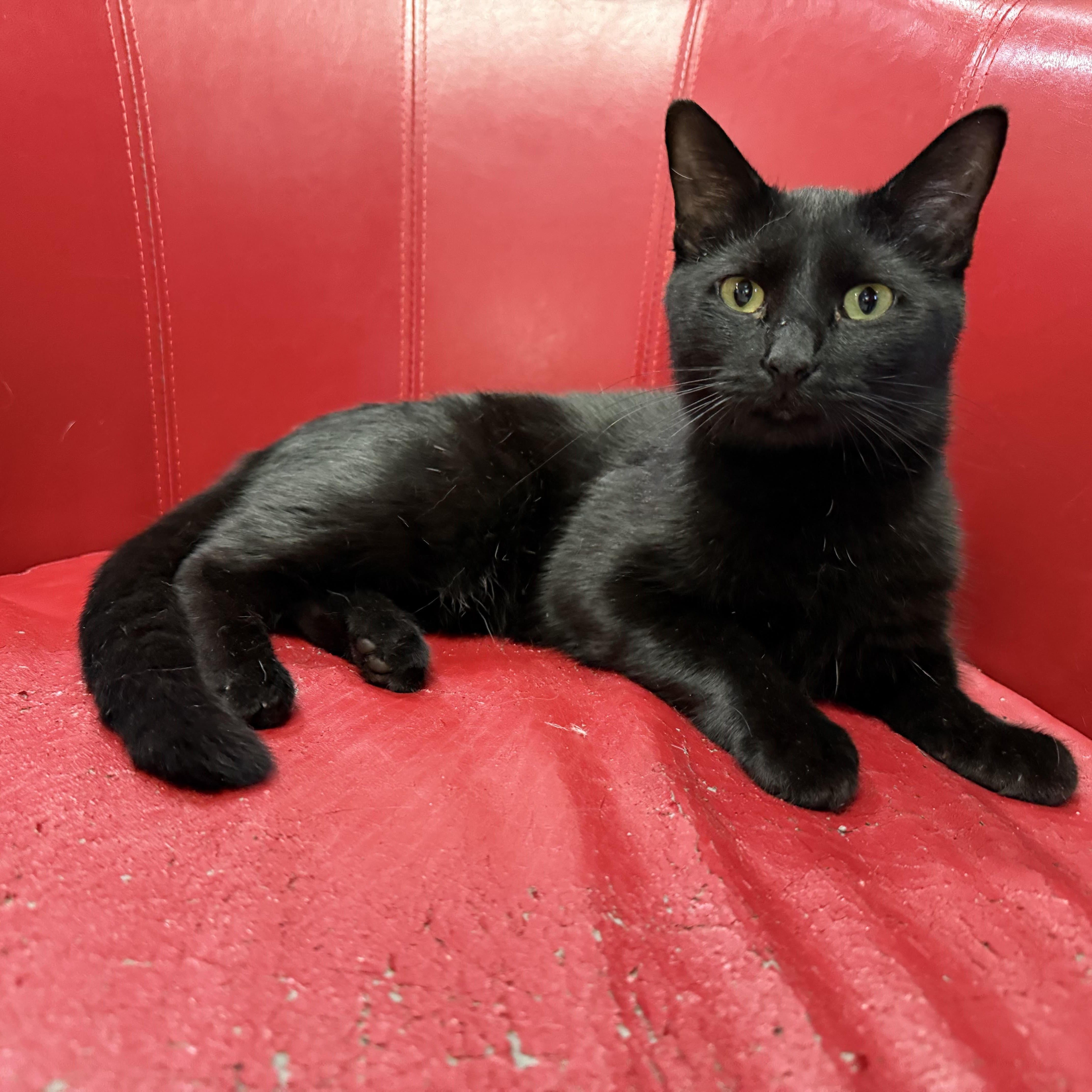 Mimi, a Adoptable Domestic Short Hair in Lemont, IL image 5/5