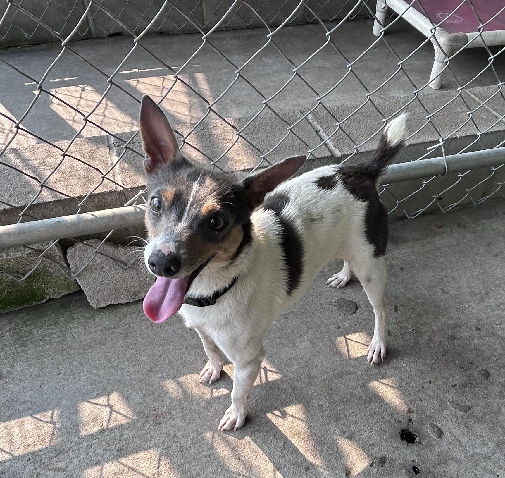 Rover, Adult Male Terrier
