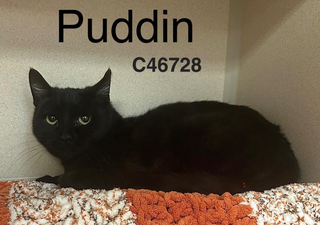 Puddin, Adoptable, Young Female Domestic Short Hair.