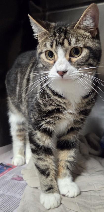 Enlarge Greyson, a Adoptable mixed breed in Fairhope, AL image 1/1