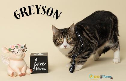 Greyson, Adoptable, Young Male Domestic Short Hair & Domestic Short Hair.