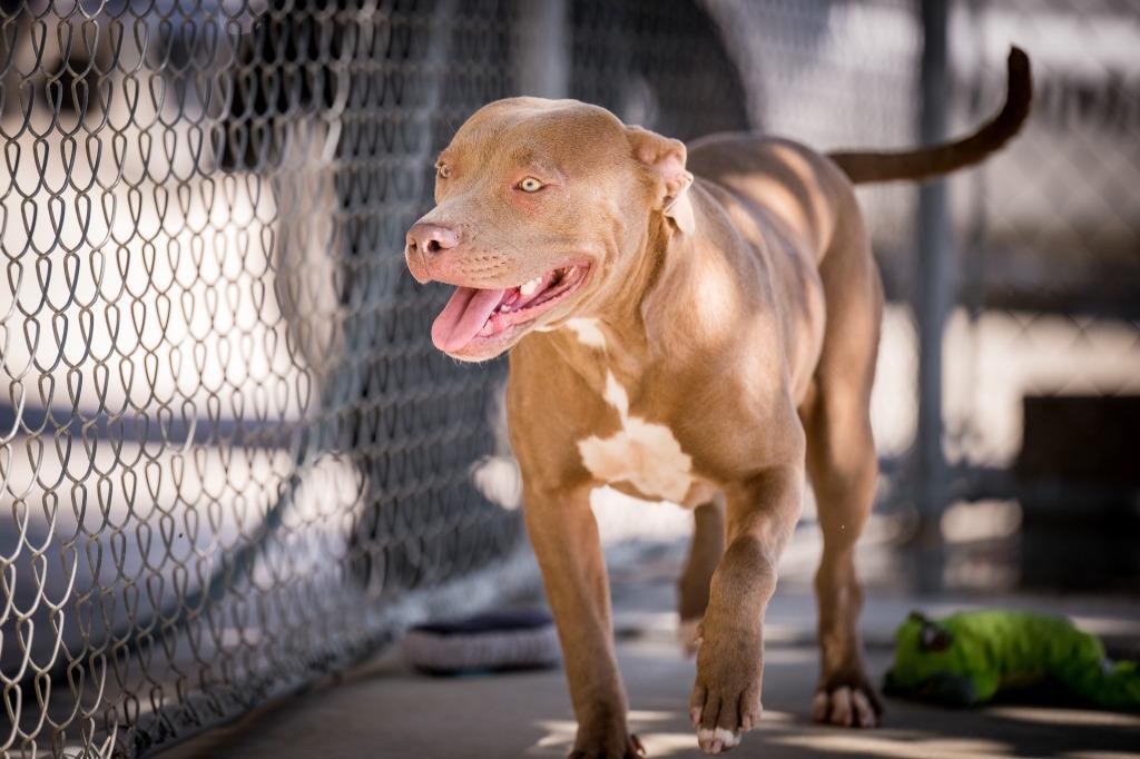 Misty, Adoptable, Young Female Pit Bull Terrier.
