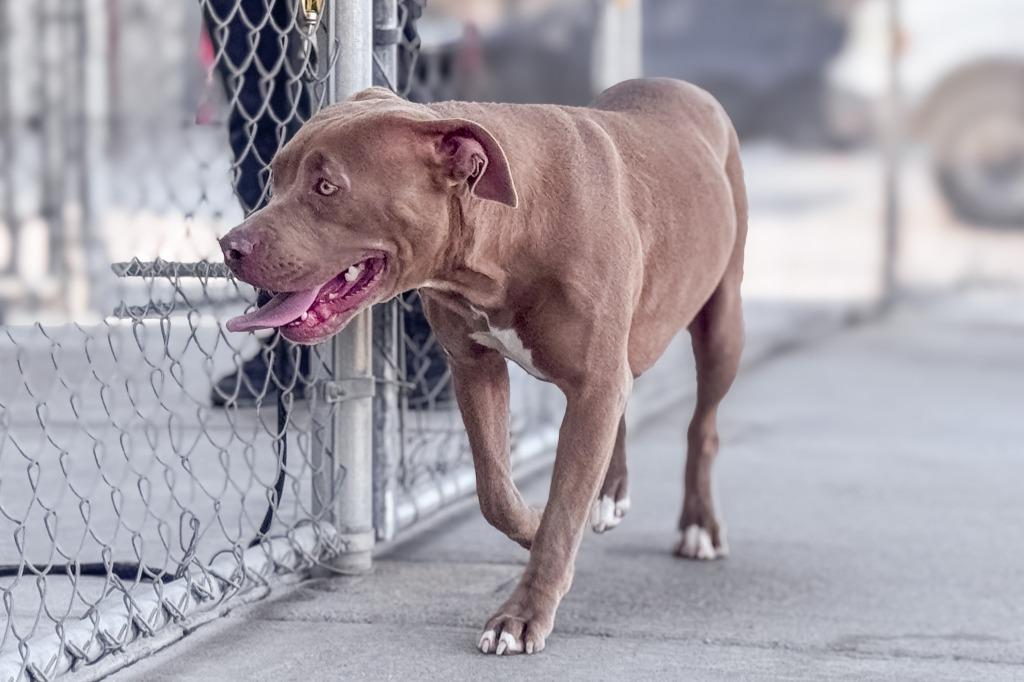 Enlarge Misty, a Adoptable Pit Bull Terrier in Twentynine Palms, CA image 2/5