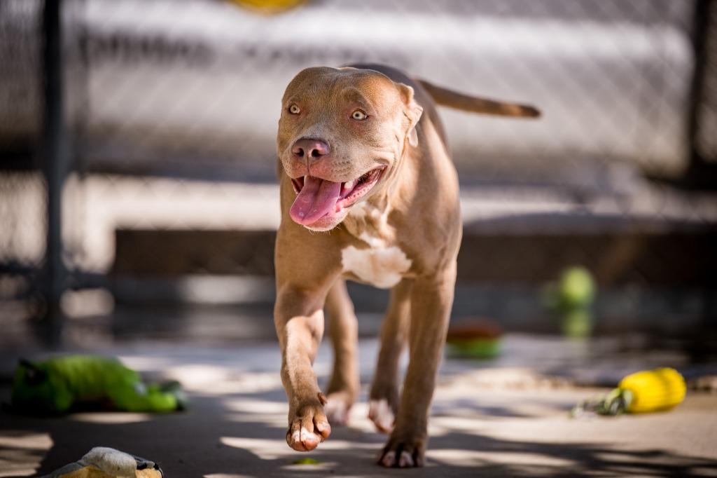 Enlarge Misty, a Adoptable Pit Bull Terrier in Twentynine Palms, CA image 3/5