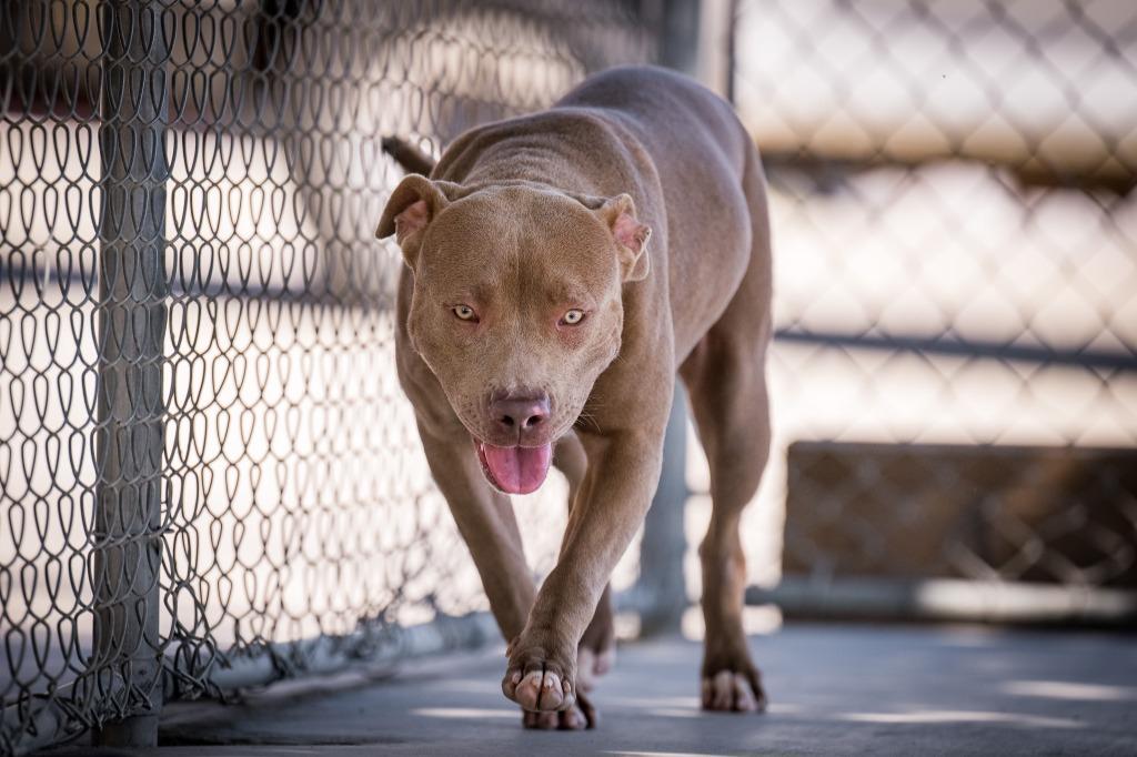 Enlarge Misty, a Adoptable Pit Bull Terrier in Twentynine Palms, CA image 4/5